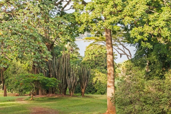 Entebbe Botanical Garden Tourist