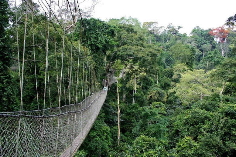 Gahan Canopy walkway